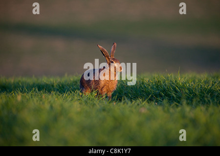 Feldhase sitzt Essen Rasen in einem Feld in Hampshire Stockfoto