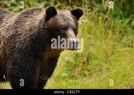Eine Erwachsene Mutter Grizzly Bär stehend wegsehen. Stockfoto