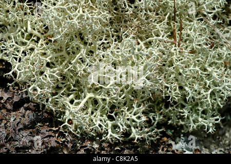 Rentier Moos, tatsächlich eine Flechte (Cladonia Portentosa) auf Moorland, UK Stockfoto