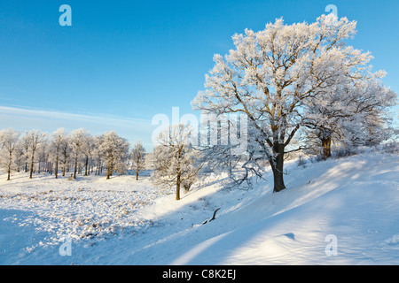 Eichen am Hang in verschneiter Landschaft Stockfoto