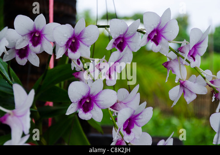 Ziemlich lila Blüten mit einem unscharfen Hintergrund nur nach Regenfällen während des Sommermonsuns im Norden Thailands Stockfoto