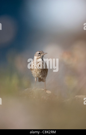 Rock-Pieper verbirgt sich hinter dichten Vegetation auf einer Klippe auf der Lizard Halbinsel Cornwall Stockfoto