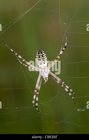 Wespe Spinne sitzt auf gebrochene Web im Arne Naturreservat in Dorset Stockfoto