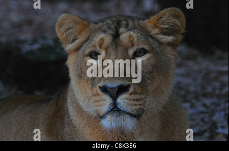 ASIATISCHE LÖWIN IM ZOO VON BRISTOL Stockfoto