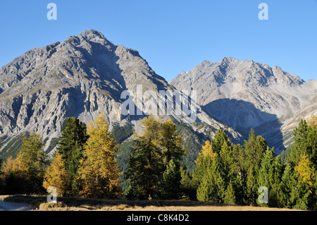 Gelben Lärchen in front fo Piz Nair, Schweizerischer Nationalpark, Engadin, Graubünden, Schweiz Stockfoto