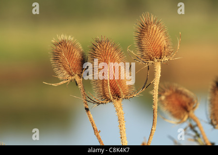 Bieten (lateinischer Name: Dipsacus Fullonum) im Herbst Sonnenlicht. Stockfoto