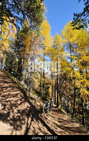 Wanderweg im Herbst, Val Cluozza, Schweizerischer Nationalpark, Engadin, Graubünden, Schweiz Stockfoto