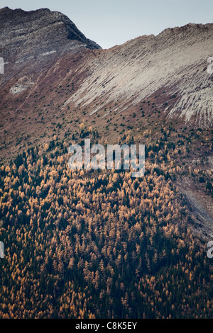 Lärche Tannennadeln wandte sich Gold im Okt. Banff National Park. Alberta. Kanada, Oktober 2011 Stockfoto