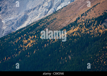 Lärche Tannennadeln wandte sich Gold im Okt. Banff National Park. Alberta. Kanada, Oktober 2011 Stockfoto