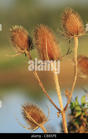 Bieten (lateinischer Name: Dipsacus Fullonum) im Herbst Sonnenlicht. Stockfoto