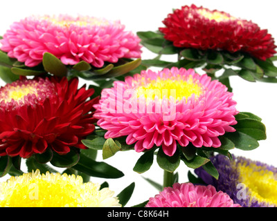 Farbenfrohe Aster Blumen Stockfoto