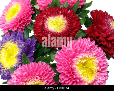 Aster Blumen Stockfoto