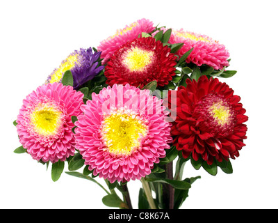 Farbenfrohe Aster Blumen Stockfoto
