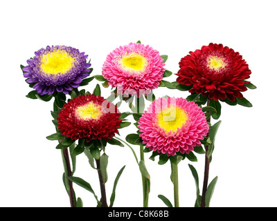 Aster Blumen Stockfoto