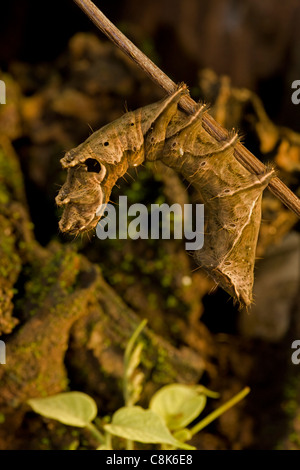 Caterpillar - (Crinodes Ritsemae) - Costa Rica - totes Blatt Mimic - Familie Notodontidae - tropischen Trockenwald Stockfoto