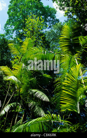Amazonas, Brasilien. Junge grüne Blätter der Palmito Palme auf einer sonnigen Lichtung im Wald. Stockfoto