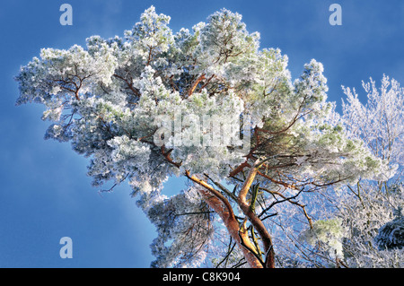 Deutschland, Odenwald: Frost und Eis am Hirschberg Wald in Limbach Baden Stockfoto