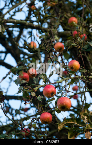 Reife rote rosig Englisch Äpfel am Baum warten geerntet werden Stockfoto