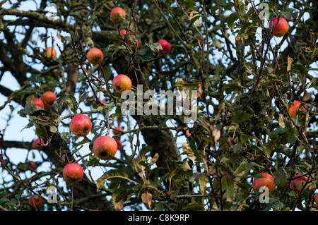 Reife rote rosig Englisch Äpfel am Baum warten geerntet werden Stockfoto