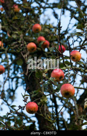 Reife rote rosig Englisch Äpfel am Baum warten geerntet werden Stockfoto