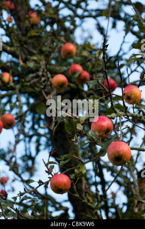 Reife rote rosig Englisch Äpfel am Baum warten geerntet werden Stockfoto