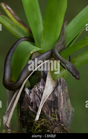 Lachs-bellied Racer - (Mastigodryas Melanolomus) - costarica - tropischer Regenwald - nicht giftig Stockfoto