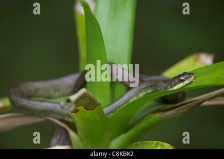 Lachs-bellied Racer - (Mastigodryas Melanolomus) - costarica - tropischer Regenwald - nicht giftig Stockfoto