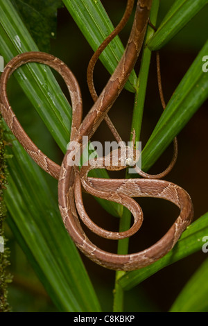 Blunthead Tree Snake - (Imantodes Cenchoa) - costarica - Bäumen - tropischer Regenwald Stockfoto