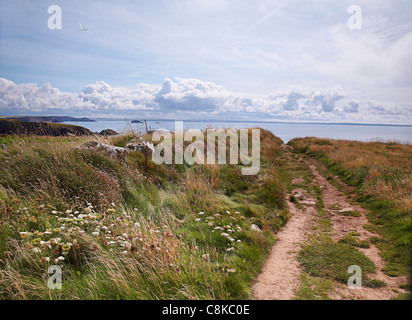 Blick von Pembrokeshire Küstenweg, die Strecke zwischen St Davids und Solva, West Wales, Uk Stockfoto