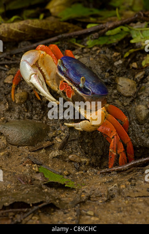 Rote Krabbe - land Gecarcinus Quadratus - Costa Rica - auch bekannt als Halloween Krabbe Stockfoto