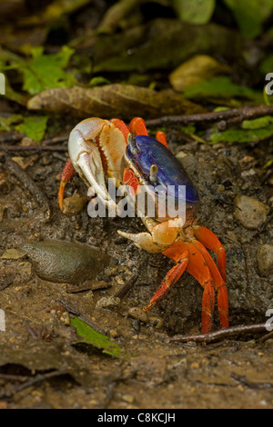 Rote Krabbe - land Gecarcinus Quadratus - Costa Rica - auch bekannt als Halloween Krabbe Stockfoto