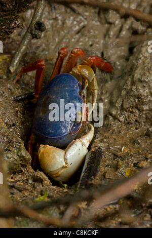 Rote Krabbe - land Gecarcinus Quadratus - Costa Rica - auch bekannt als Halloween Krabbe Stockfoto