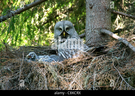 weiblichen großen grau-Eule (Strix Nebulosa) am Nest, Finnland Stockfoto