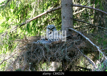 weiblichen großen grau-Eule (Strix Nebulosa) am Nest, Finnland Stockfoto