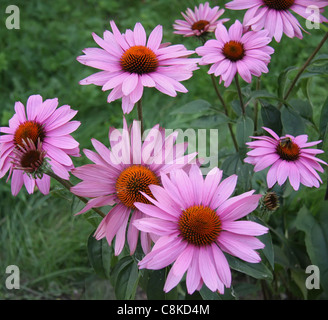 Lilas Dimorphotheca Blüte Stockfoto