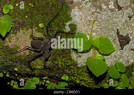 Tail-weniger Peitsche Scorpion - (Phrynus Whitei) - Costa Rica - Amblypygid - tropischen Trockenwald - Santa Rosa Nationalpark Stockfoto