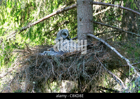 weiblichen großen grau-Eule (Strix Nebulosa) am Nest, Finnland Stockfoto