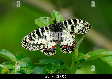 Südlichen Schwalbenschwanz (Zerynthia Polyxena), Nationalpark Abruzzen, Italien Stockfoto