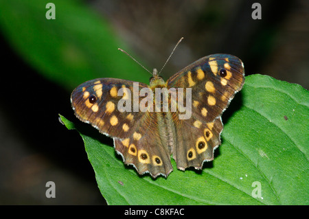 Barrea, Nationalpark Abruzzen, gesprenkelten Holz (Pararge Aegeria), Mittelitalien Stockfoto