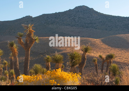 Joshua Bäume in Arizona Stockfoto