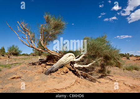 Verdrehte Kiefer in der Wüste Gobi in der Mongolei Stockfoto