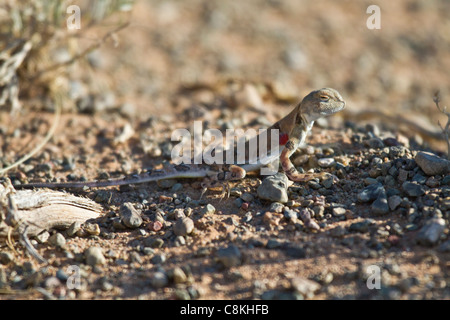 Red spotted Zauneidechse in der Wüste Gobi in der Mongolei Stockfoto