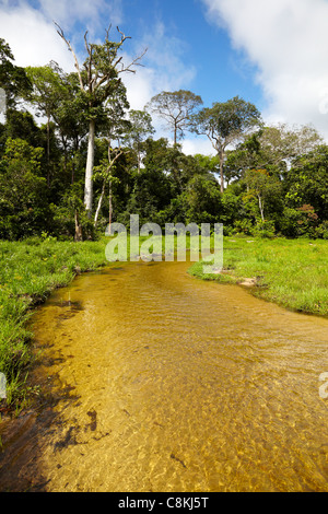 Dzanga-Ndoki Nationalpark, Zentralafrikanische Republik, Afrika Stockfoto