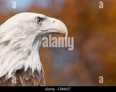 Weißkopf-Seeadler in der Nähe unscharf gegen einen schönen Herbst Hintergrund. Der Weißkopfseeadler ist der Nationalvogel der USA Stockfoto