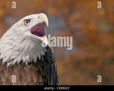 Weißkopf-Seeadler dicht gegen einen schönen Herbst unscharf Hintergrund, Schnabel offen und er fordert. Stockfoto