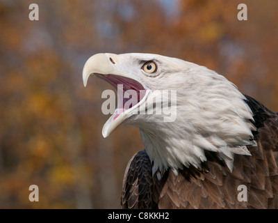 Weißkopf-Seeadler dicht gegen einen schönen Herbst unscharf Hintergrund, Schnabel offen und er fordert. Stockfoto