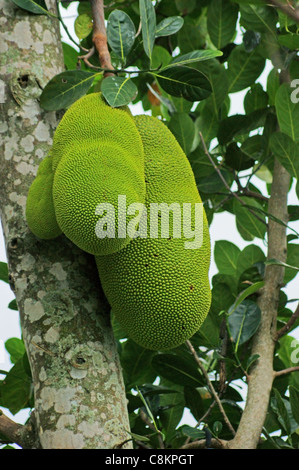 Detail-Aufnahme von einigen Streifenhyänen auf einem Baum in Uganda (Afrika) Stockfoto