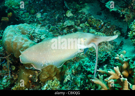 Broadclub Tintenfisch jagen kleine Fische, Sangalaki, Kalimantan, Indonesien. Stockfoto