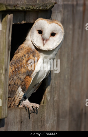 Eine Gefangenschaft Schleiereule hocken auf eine Türöffnung. Stockfoto