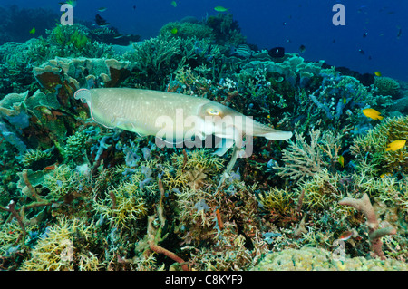 Broadclub Tintenfisch jagen kleine Fische, Sangalaki, Kalimantan, Indonesien. Stockfoto